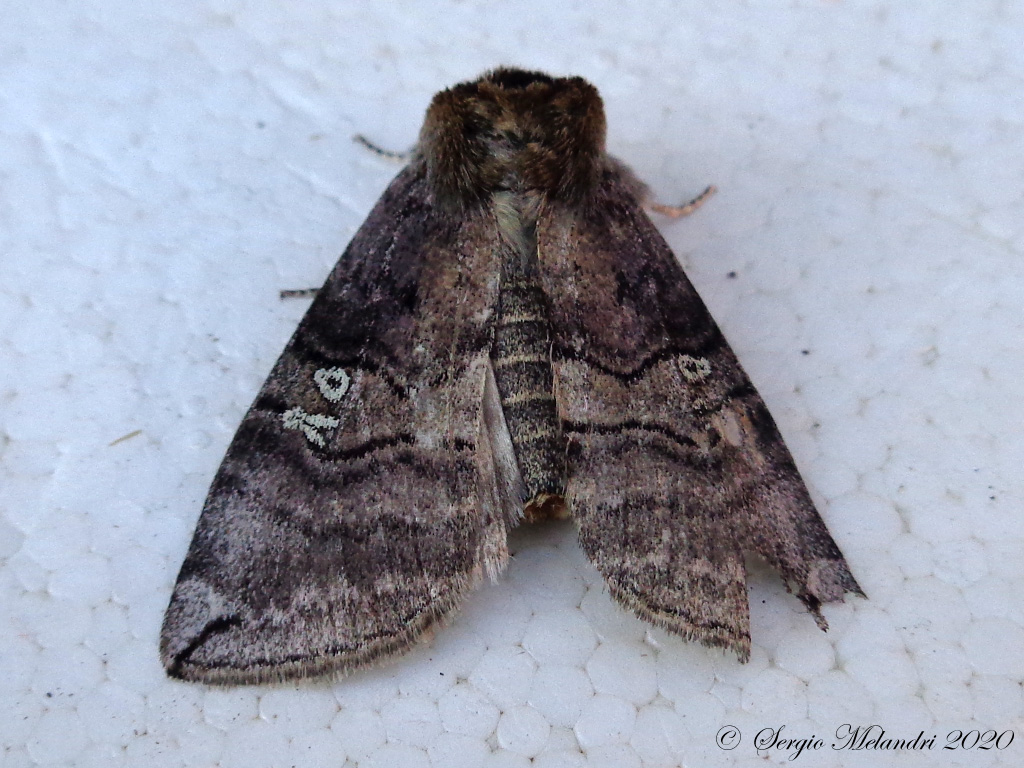 Noctuidae da ID - No, Drepanidae: Tethea or